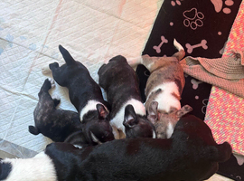 Boston terrier cross puppies
