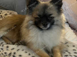 Pomeranian KC registered 2kg
