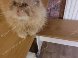 Gorgeous ginger female Persian kitten