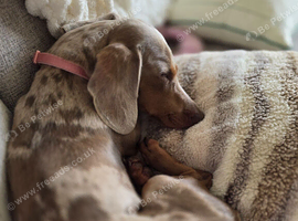 Rehomimg 1 yr old Dachshund