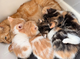 8 kittens for sale