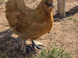 Pekin x Silkie bantam pullets