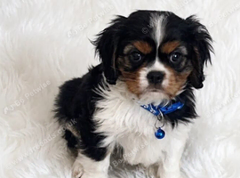 Top quality, health tested Cavalier King Charles