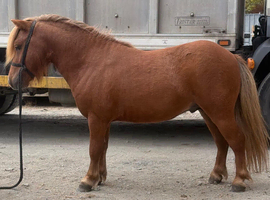 3 year old registered colt