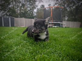 1 pup left- Cardiganshire corgi