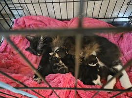 Main coon cross