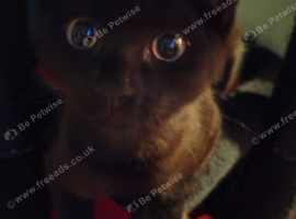 Black male kitten
