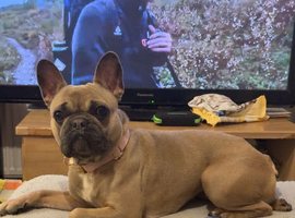 Frenchie cross miniature poodle