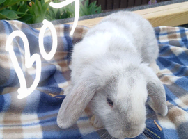 Mini plush x mini lop