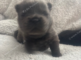 Chow chow puppies for sale