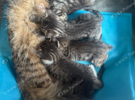 X4 fluffy Siberian x tabby kittens