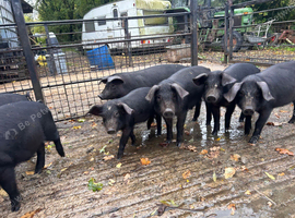 Large black x Weaners