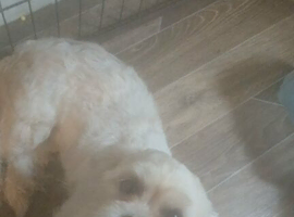 Female lahsa apso