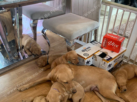 Red and golden Labrador pups