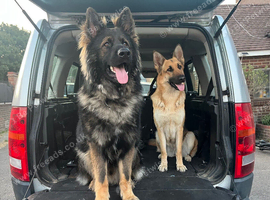 German shepherd stud