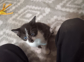 Hi i have some kittens ready to be homed