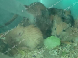 Cute tame gerbils