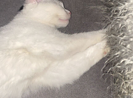 selling her kittens (NOT THE MOM) we dont know how much kittens yet!