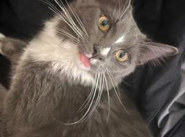 Male grey and white half ragdoll