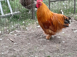 Orpington cross  cockerel