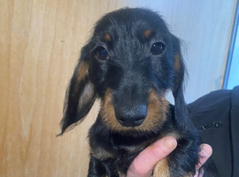 Miniature wire hair dachshunds