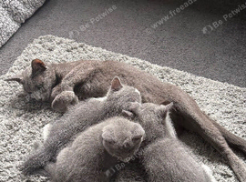 Lovely Half Russian Blue Girl
