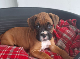 KC Registered Boxer puppy, Male.