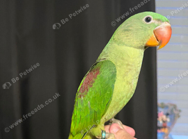 Selling baby handreared alexandrine