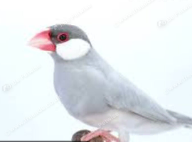 Silver blue/ opal java sparrows