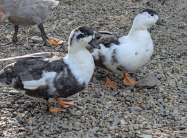 Call ducks pair