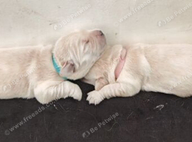 STUNNING GOLDEN RETRIEVER PUPS