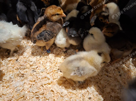 Chicks various breeds
