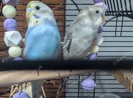 2 budgies a year old with cage toys and food