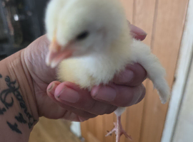 Chick 3days old upwards