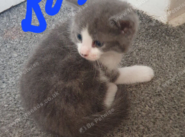 2 kittens for sale