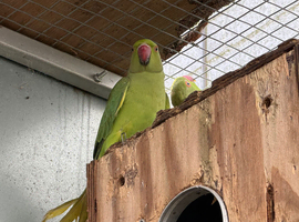 Baby green Ringnecks