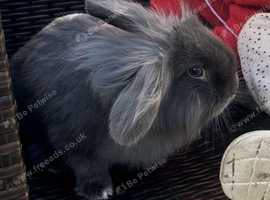 Grey lionhead bunny