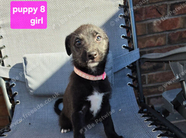 Lurcher Puppies
