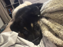 German shepherd cross shollie