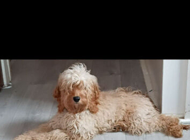 8 month old