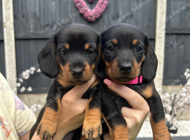 Miniature dachshund puppies