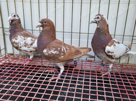 Red Mulemans Pigeon For Sale