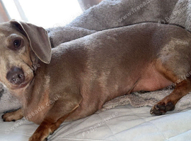 KC Miniature dashshund female Izzy