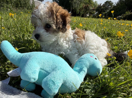 Beautiful Maltipoo puppies are ready for new homes