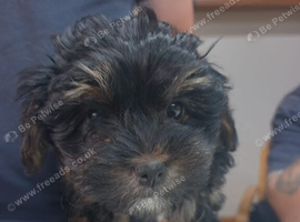 Beautiful yorkipoo puppy's