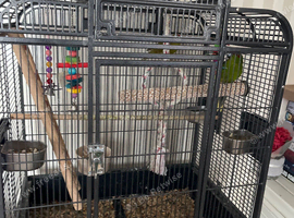 Kakariki's