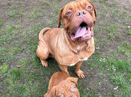 Dogue De Bordeaux Male