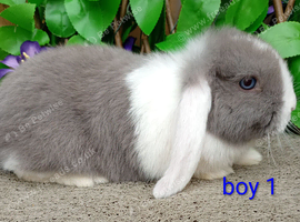 Mini lop