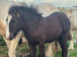 Gypsy cob filly