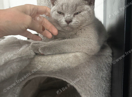GCCF Lilac Male British Short Hair Kitten